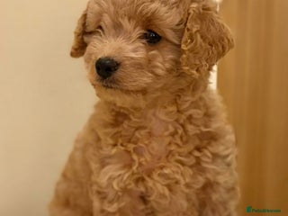 Cavapoo dogs - Advert 11