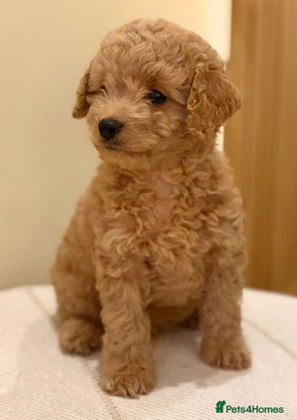 Cavapoo dogs - Advert 4