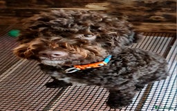 Lagotto Romagnolo dogs for sale: Lagotto Romagnolo - The Best breed ever  - Image 3