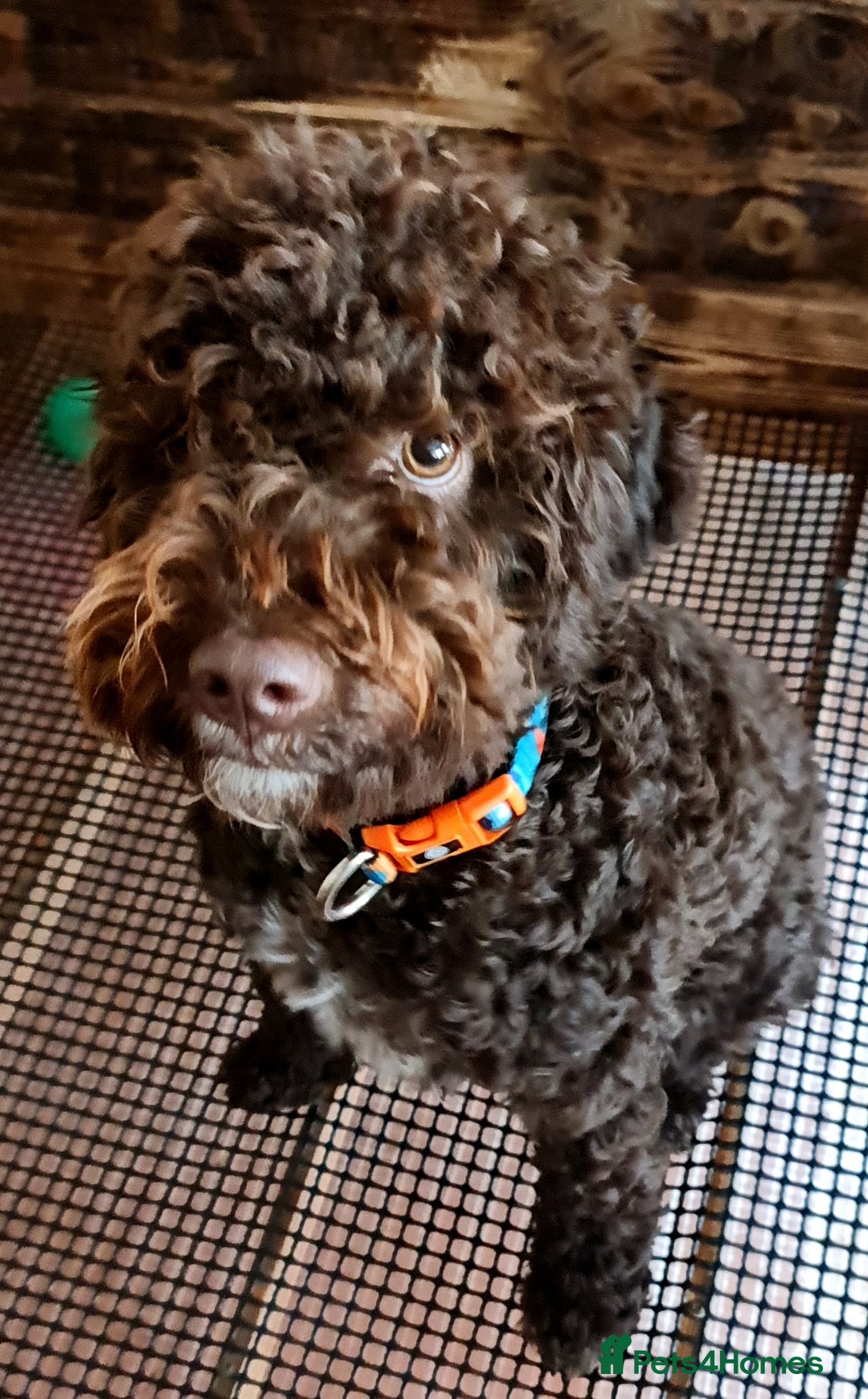 Lagotto Romagnolo dogs for sale: Lagotto Romagnolo - The Best breed ever  - Image 3