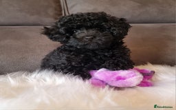 Cockapoo dogs for sale: Adorable best friend pups, sold fully vaccinated - Advert 13