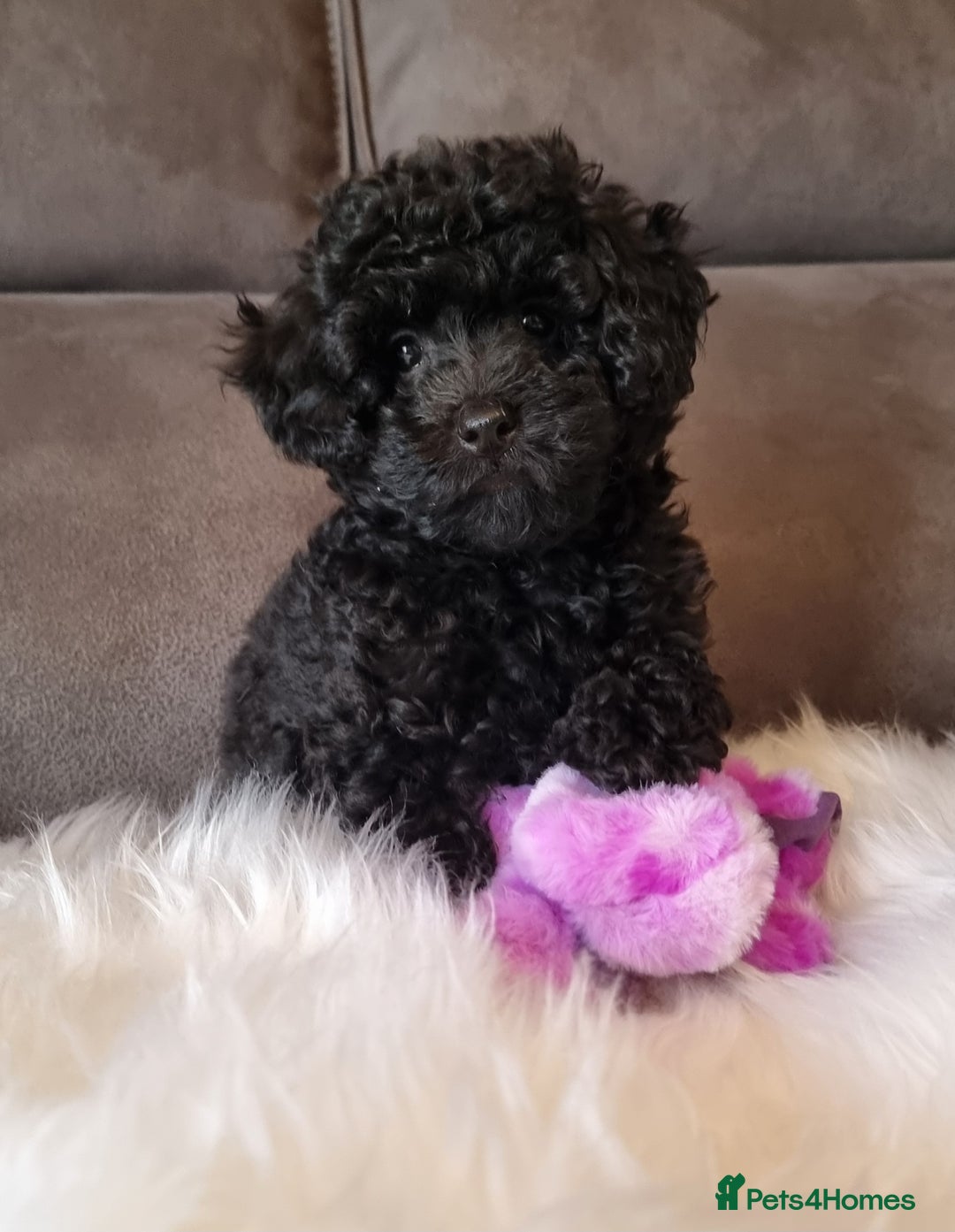 Cockapoo dogs for sale: Adorable best friend pups, sold fully vaccinated - Advert 13