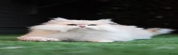 British Longhair cats for sale: SPAYED RETIRED 3 YR QUEEN  - Advert 4