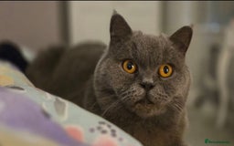 British Shorthair cats for sale: Ru - Lovely British Blue - Image 2