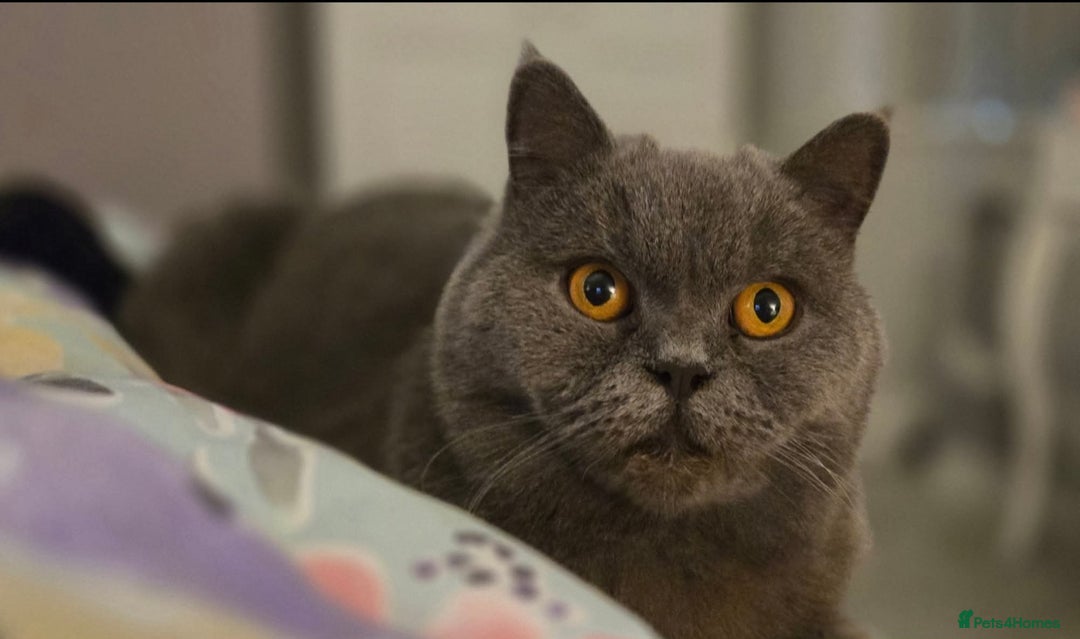 British Shorthair cats for sale: Ru - Lovely British Blue - Image 2