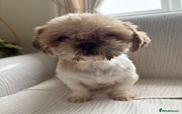 Shihpoo dogs for sale: Shih Tzu X poodle X Shihpoo - Image 30