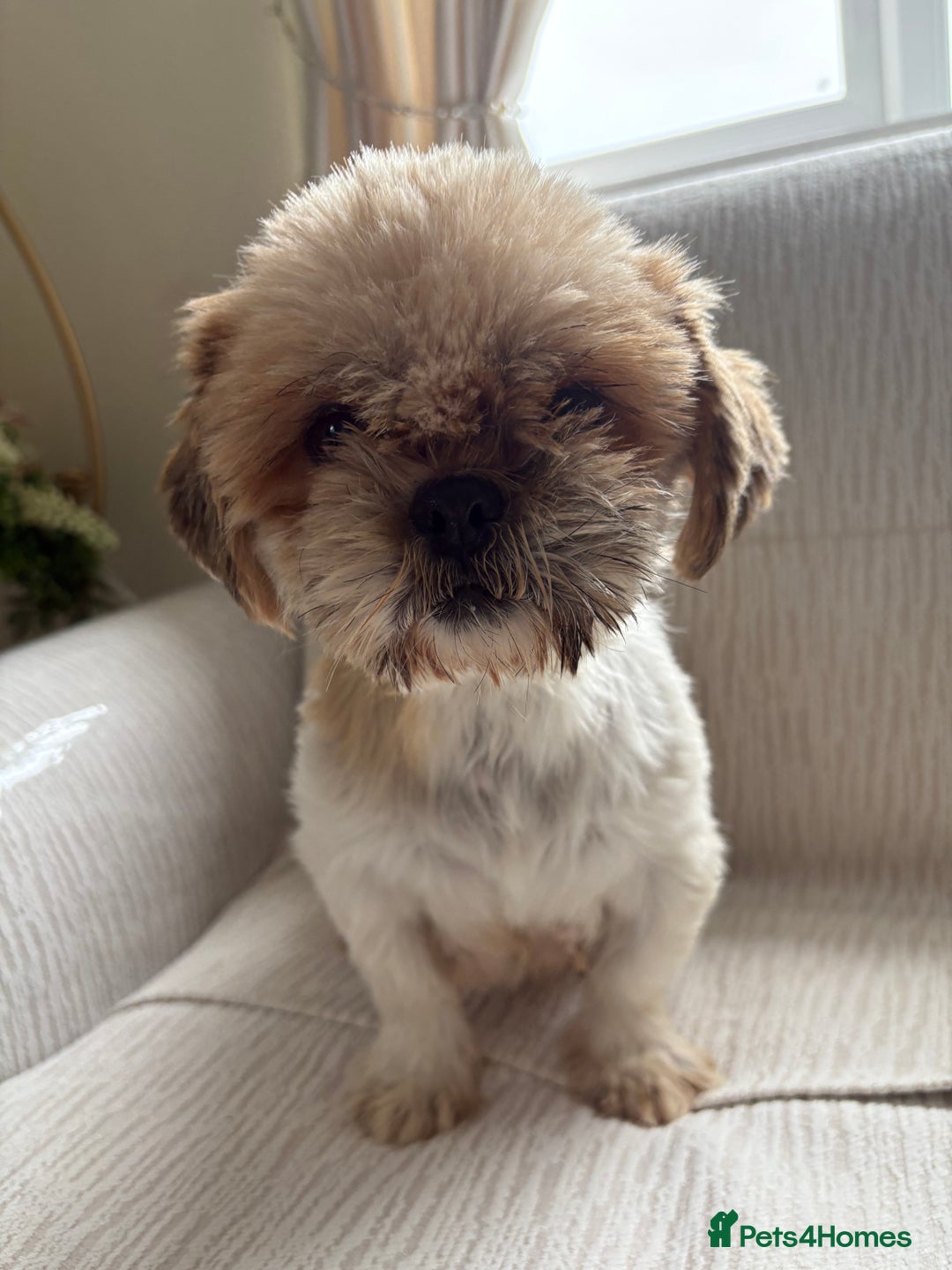 Shihpoo dogs for sale: Shih Tzu X poodle X Shihpoo - Image 30