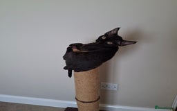 Devon Rex cats for sale: Devon Rex Kittens  - Image 6