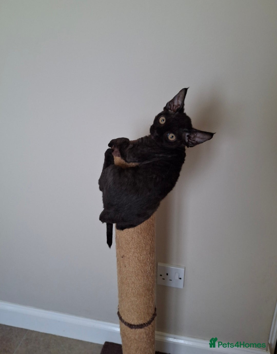 Devon Rex cats for sale: Devon Rex Kittens  - Image 6