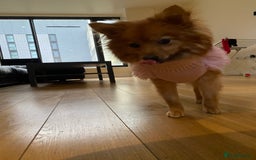 German Spitz dogs for sale: German Spitz girl  - Image 10