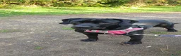 Mixed Breed dogs for sale: Midnight - Female in Stockton-on-Tees - Advert 3