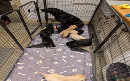 Labrador Retriever dogs for sale: Labrador Retriver Pupies For Sale - Image 10