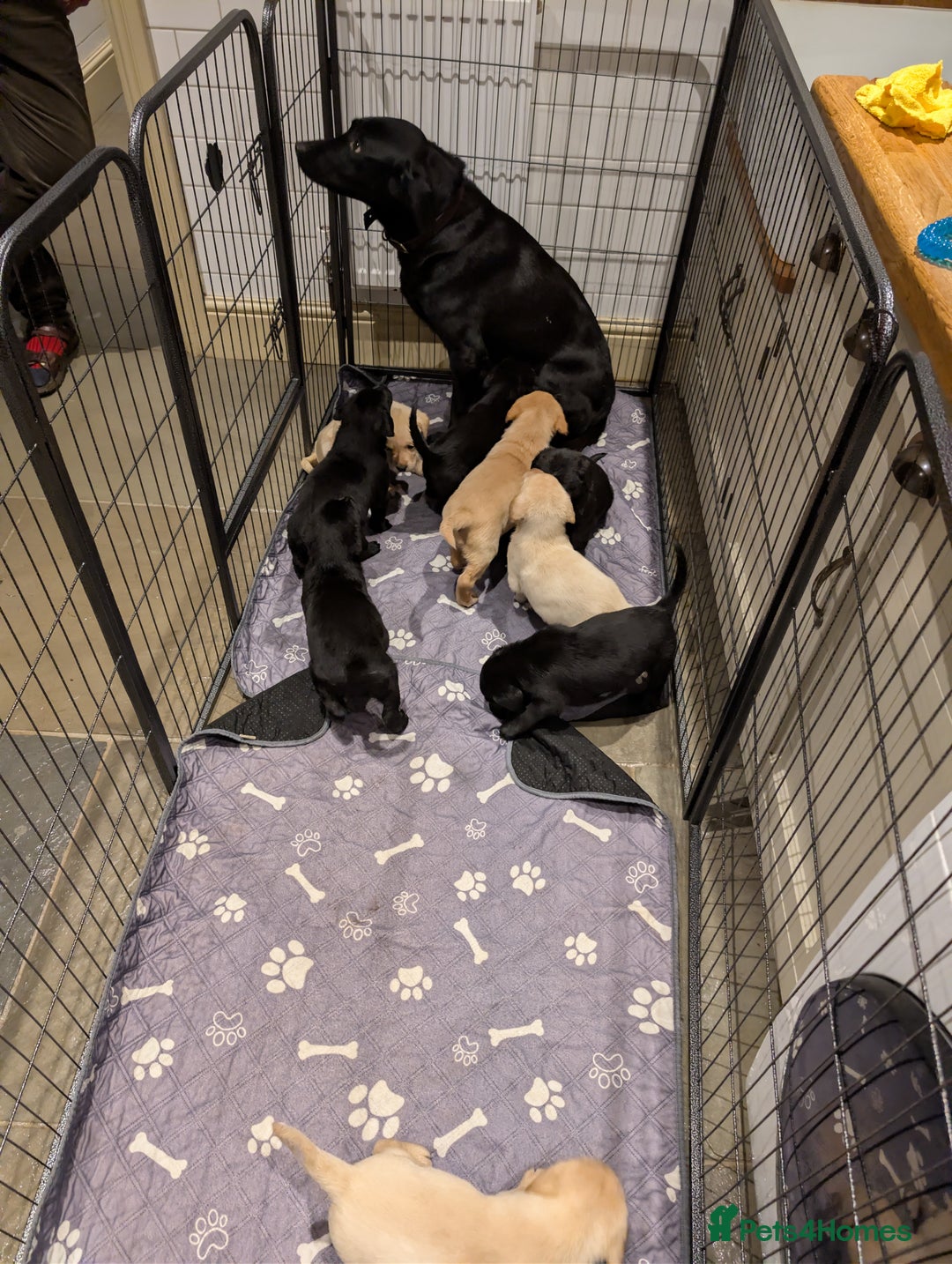 Labrador Retriever dogs for sale: Labrador Retriver Pupies For Sale - Image 10