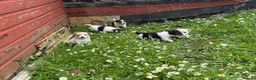 Jack Russell dogs for sale: Miniature Jack russells puppies in Glasgow - Advert 1