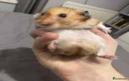 Hamster rodents for sale: Gorgeous 1 year old Syrian Hamster - Image 6