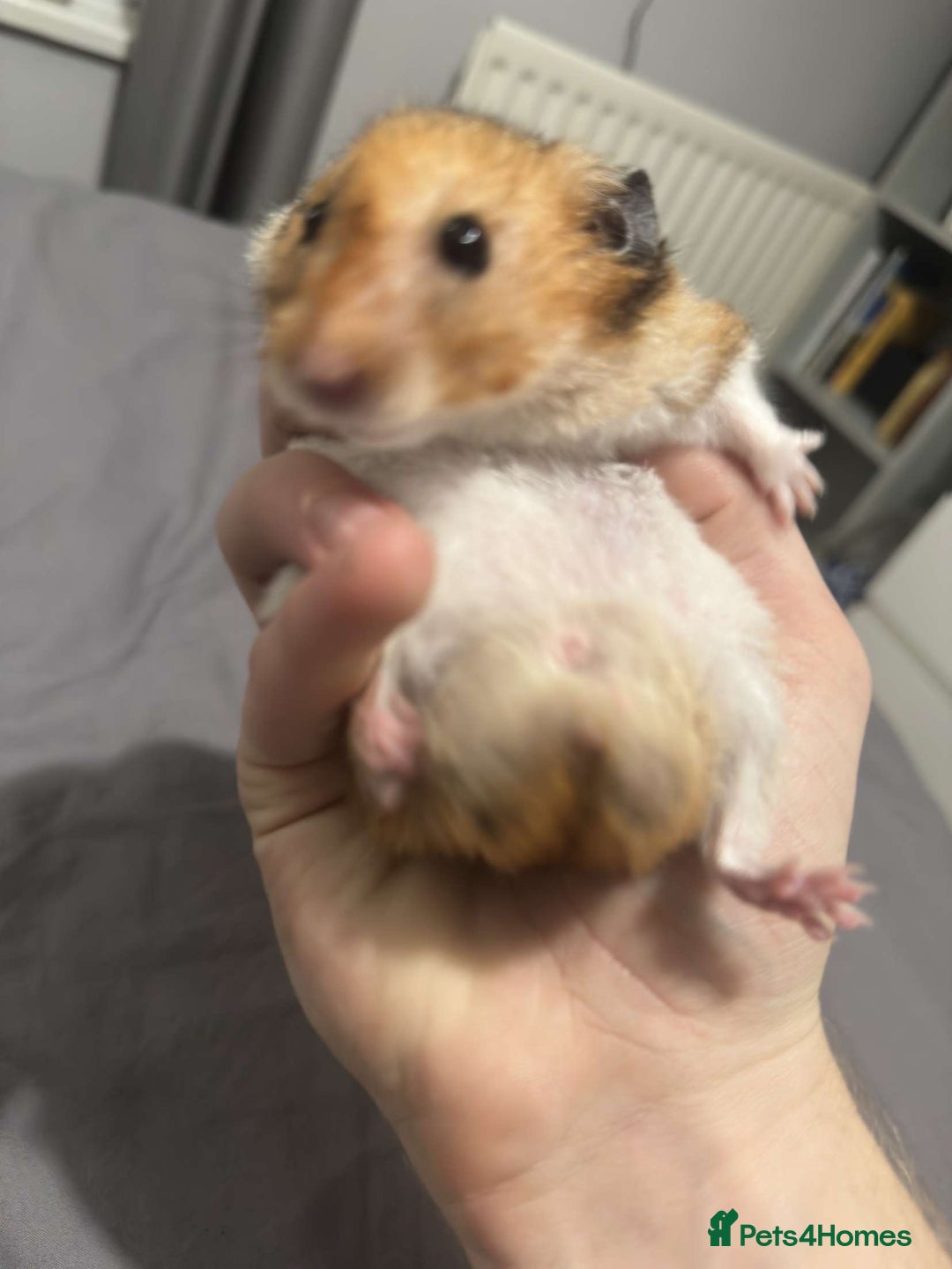 Hamster rodents for sale: Gorgeous 1 year old Syrian Hamster - Image 6