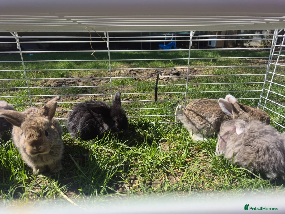 Mini Lop rabbits for sale: Mini lop babys for sale  - Advert 2