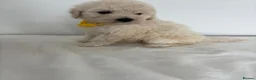 Toy Poodle dogs for sale: Poodle puppies from health tested parents  in Gravesend - Advert 12