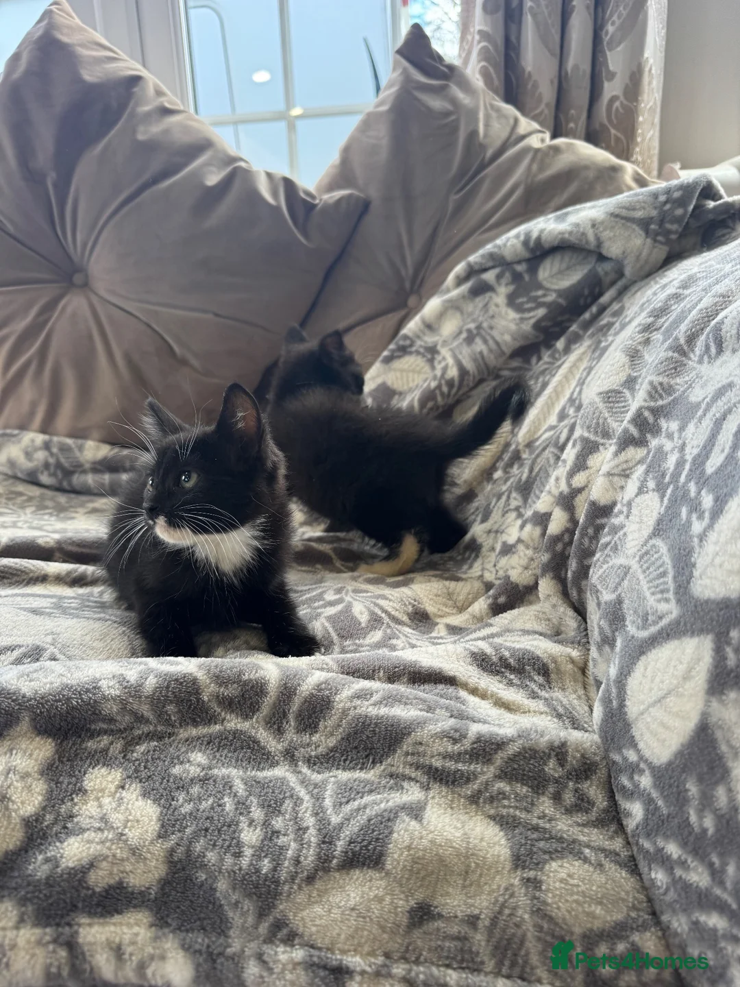 Mixed Breed cats for sale: Stunning black and white kittens  - Advert 6