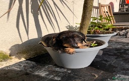 Miniature Dachshund dogs for sale: Pebbles Wirehair Miniature Dachshund  - Image 8