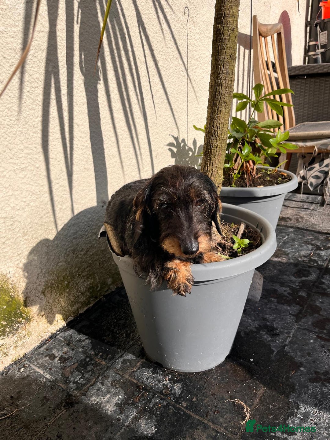 Miniature Dachshund dogs for sale: Pebbles Wirehair Miniature Dachshund  - Image 8