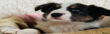 Border Collie Puppy 3