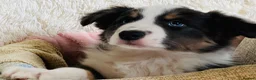 Border Collie dogs for sale: Border Collie Puppies from Health Tested Parents - Advert 4