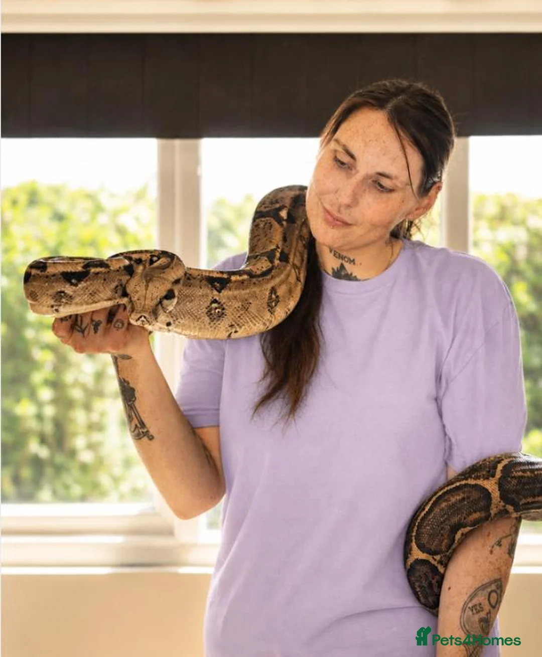 Boa Snake reptiles for sale: Boa constrictor for sale with tank - Advert 1