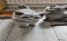 British Shorthair cats for sale: British Blue Shorthair - Image 12