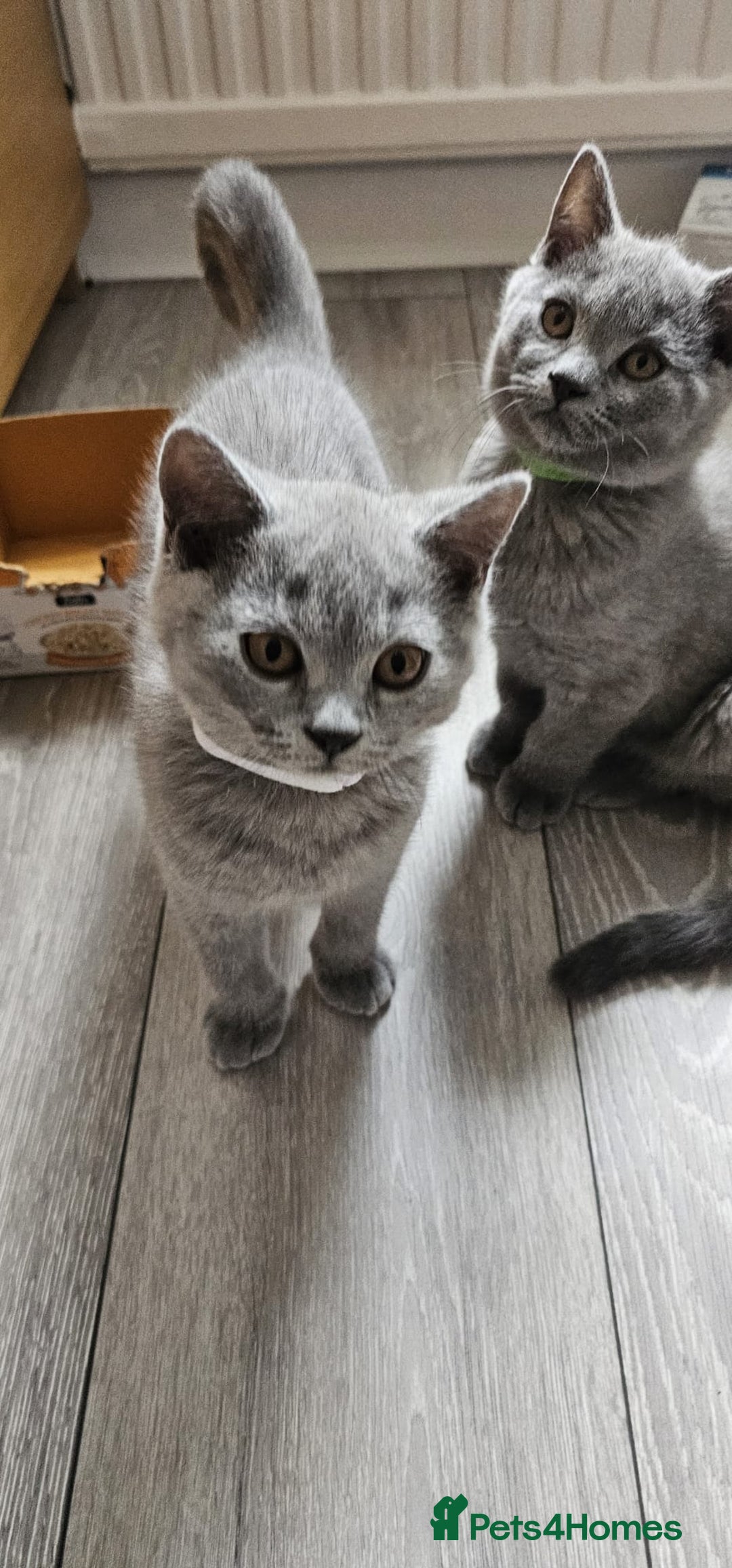 British Shorthair cats for sale: British Blue Shorthair - Image 12