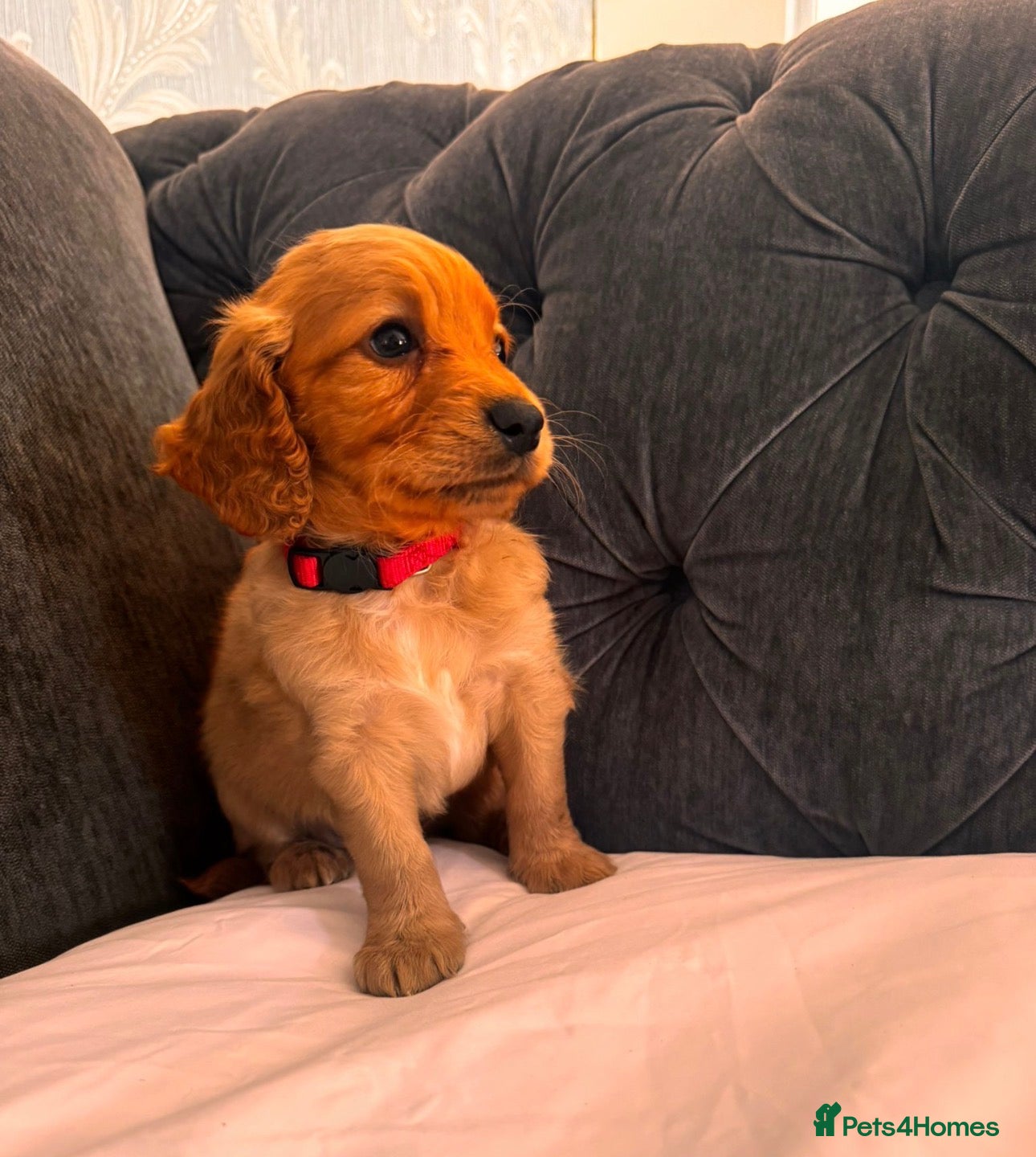 Cockapoo dogs ❌ READY NOW ❌ cockapoo puppies  - Advert 1