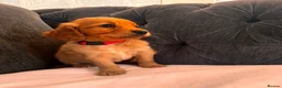 Cockapoo dogs for sale: ❌ READY NOW ❌ cockapoo puppies  - Advert 9