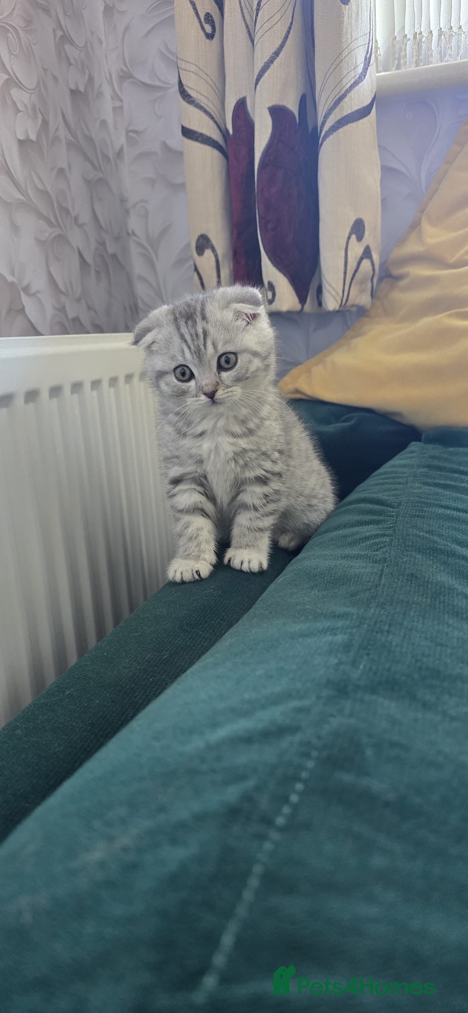 Scottish Fold cats For sale Scottish fold  kittens.  - Advert 5
