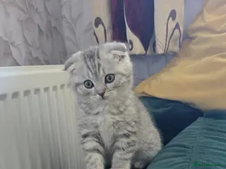 Scottish Fold cats For sale Scottish fold kittens. - Advert 6