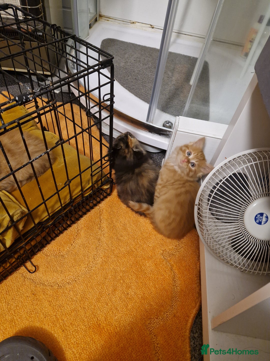 Mixed Breed cats for sale: Beautiful kittens - Image 6