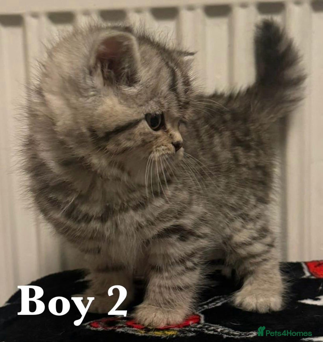 British Shorthair cats for sale: British shorthair X Persian kittens for sale ready - Advert 8
