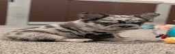 French Bulldog dogs for sale: Little lilo and the one and only Atlas litter in Mitcham - Advert 17