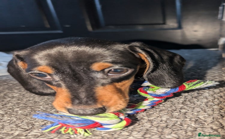 Miniature Dachshund dogs - Advert 2