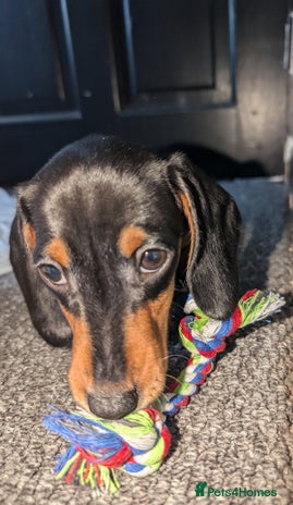 Miniature Dachshund dogs - Advert 5