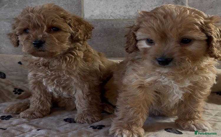 Cockapoo dogs - Advert 2