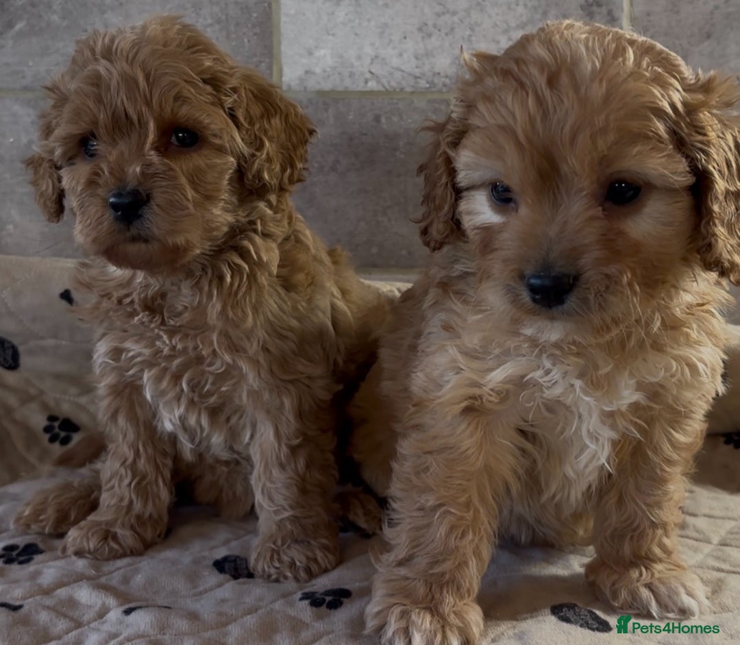 Cockapoo dogs for sale: 🐶 Gorgeous F1 Cockapoo Puppies –  Vet Checked  - Image 4