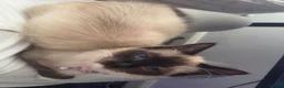Ragdoll cats for sale: Female ragdoll for sale - Advert 2