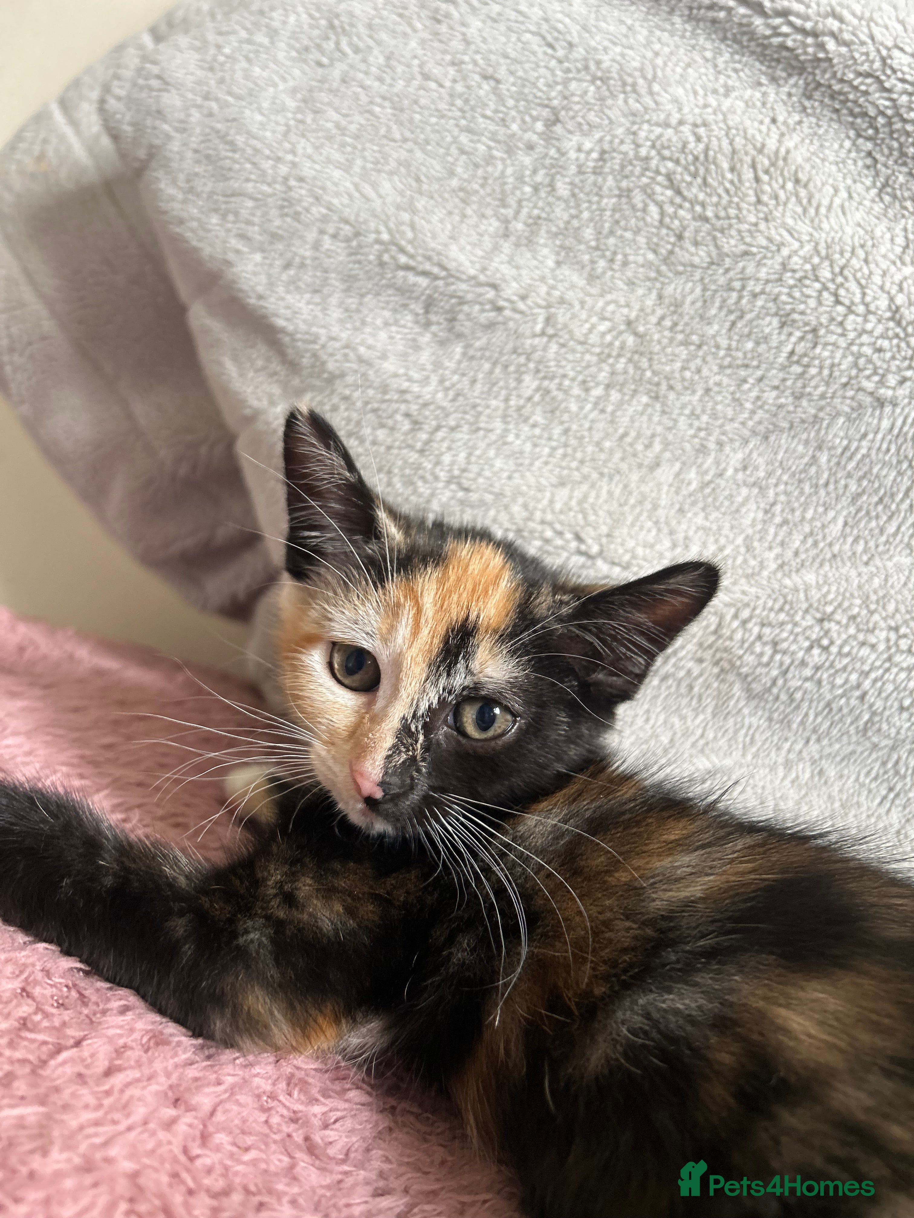 Mixed Breed cats Beautiful boy kitten  - Advert 17