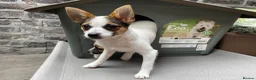 Mixed Breed dogs for sale: 3 Small Mixed breed puppies  in Manchester - Advert 15