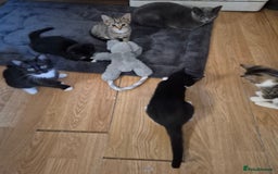 Mixed Breed cats for sale: Kittens for sale  - Image 5