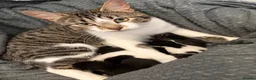 Mixed Breed cats for sale: White kitten - Advert 1