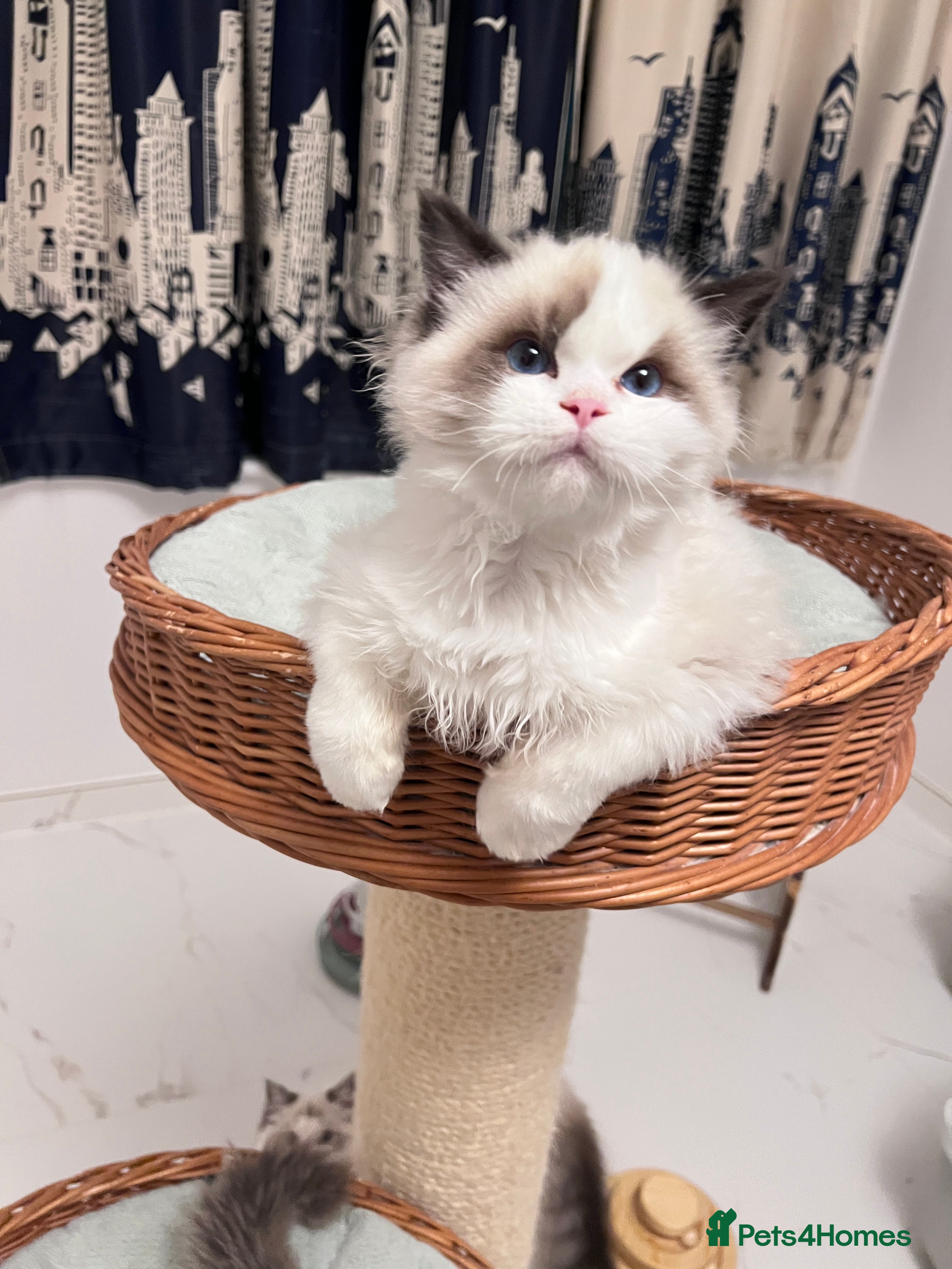 Ragdoll cats TICA registered seal bicolor boy - Advert 1