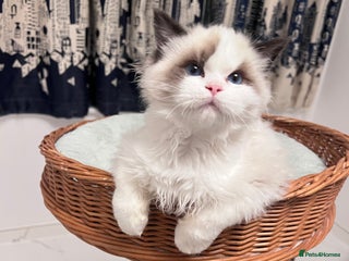 Ragdoll cats TICA registered seal bicolor boy - Advert 5