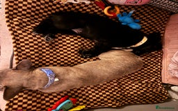 Mixed Breed dogs for sale: 17 week girl Callie  - Image 6