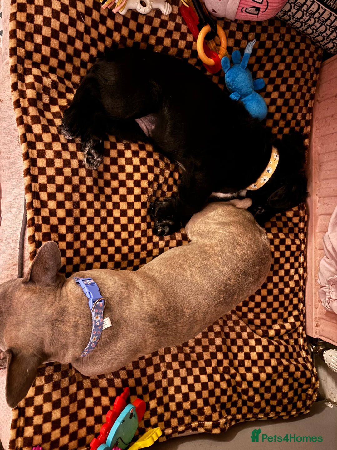 Mixed Breed dogs for sale: 17 week girl Callie  - Image 6